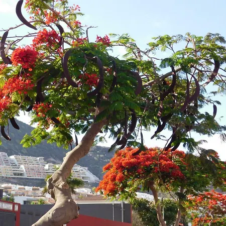 Lejlighed Brisas Del Mar *